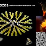 Bryozoa-Sebastian Decker